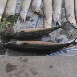 焼津沖でも太刀魚は細い